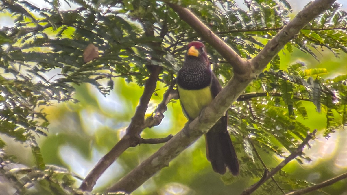 Western Yellow-billed Barbet - ML399369791