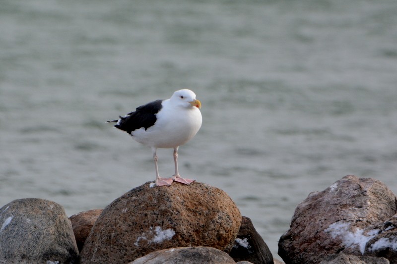 Great Black-backed Gull - ML399372881