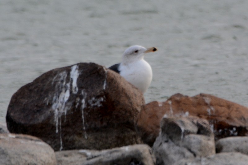 Great Black-backed Gull - ML399372891