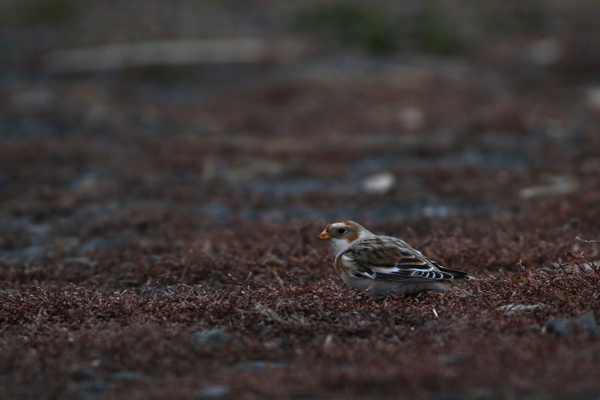 Snow Bunting - Jeff Ellerbusch
