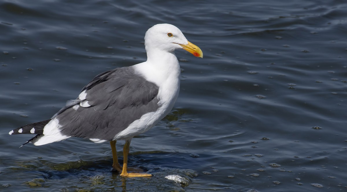 Yellow-footed Gull - Marky Mutchler