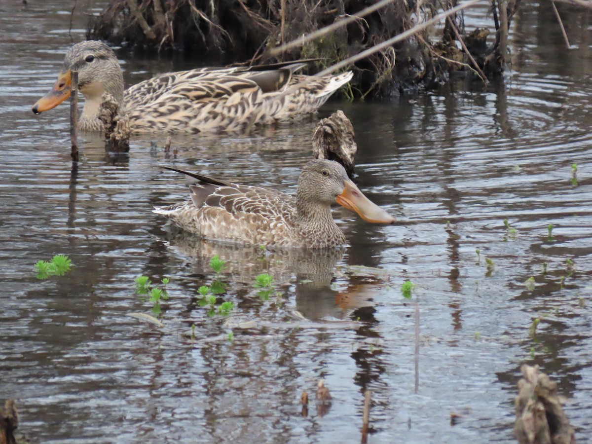 Northern Shoveler - ML399375241