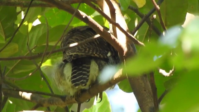 Asian Barred Owlet - ML399375831