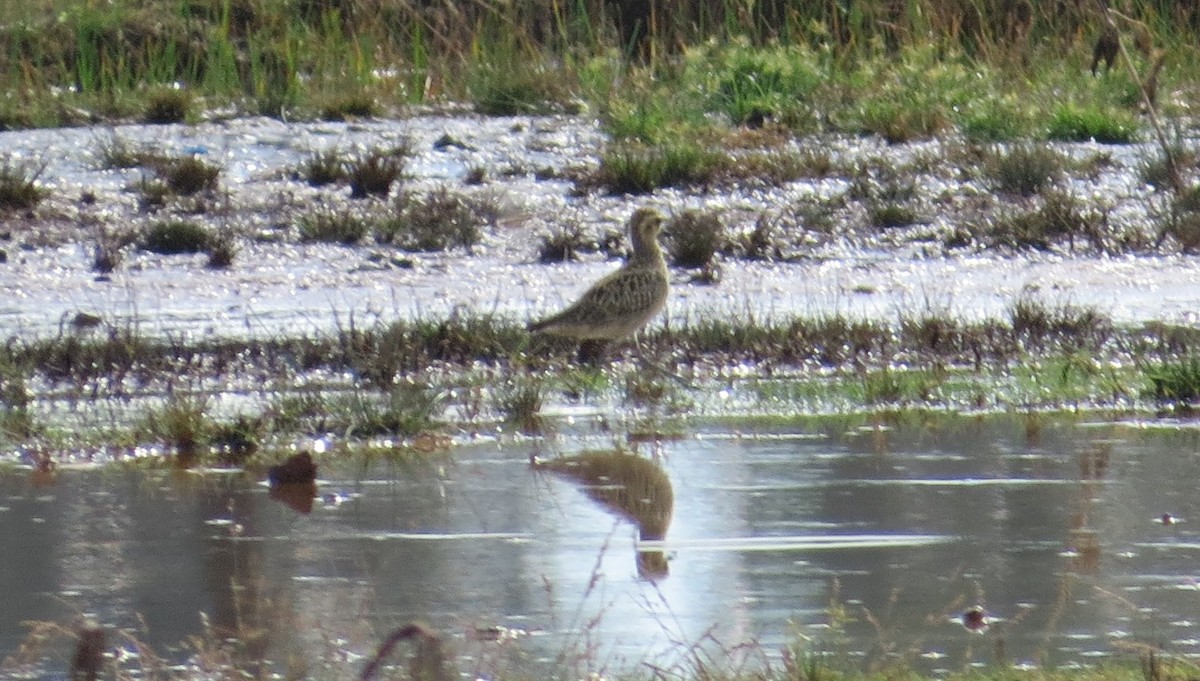 Pacific Golden-Plover - ML399378111