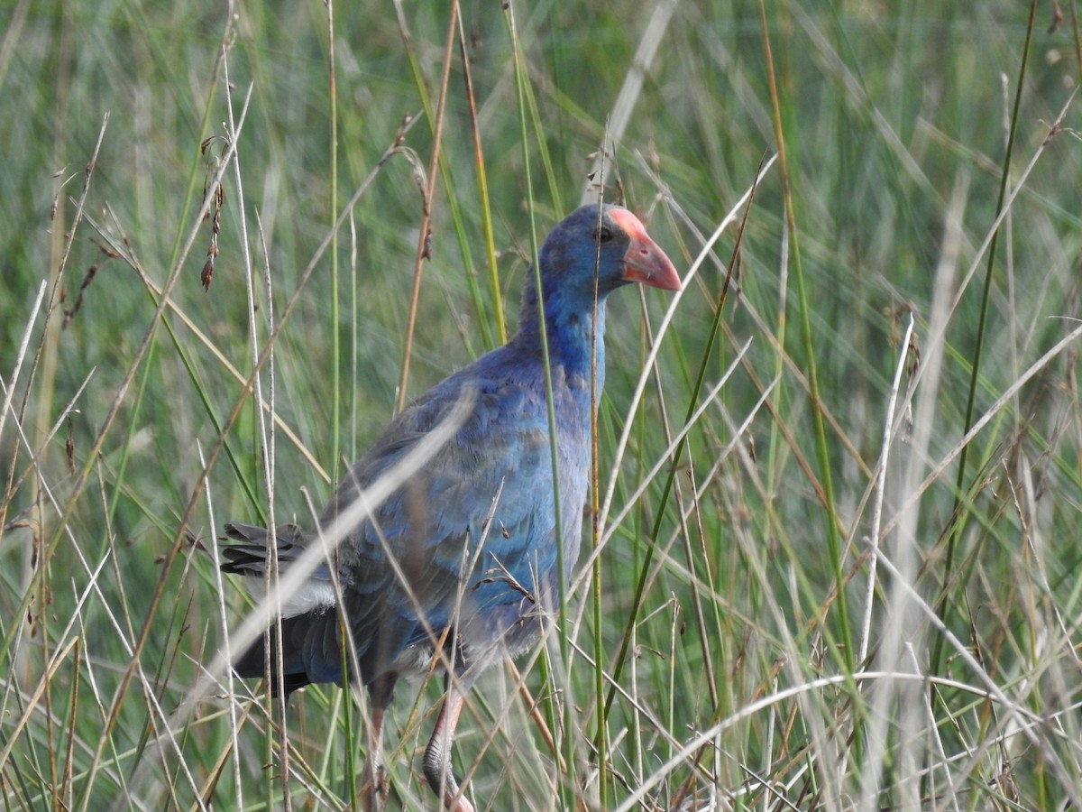 Gray-headed Swamphen - ML399378471