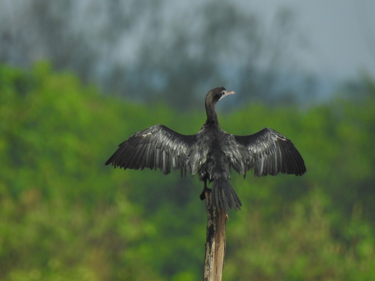 Little Cormorant - ML399378701