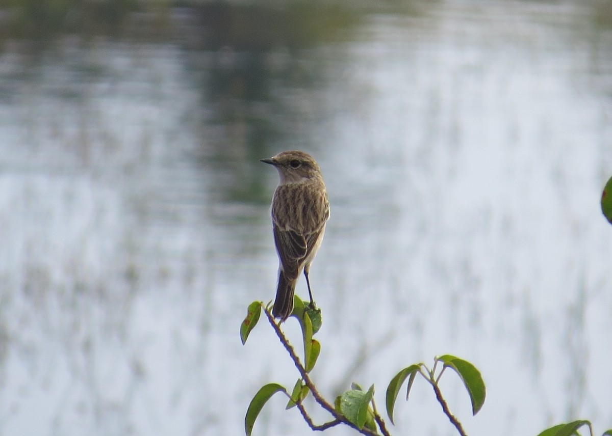 Pied Bushchat - ML399381401