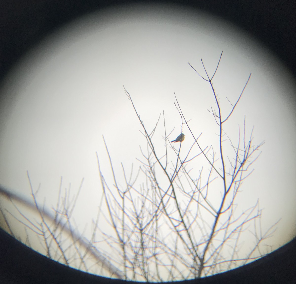 Western Kingbird - ML399381821