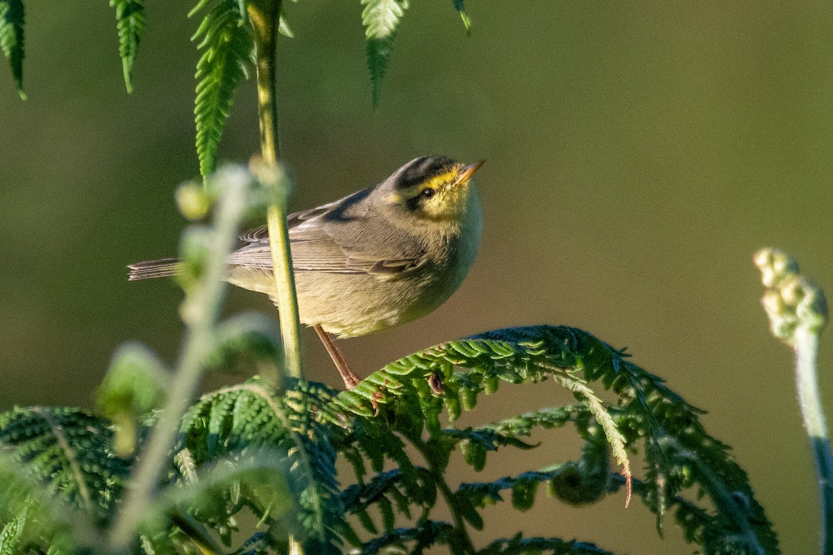Tickell's Leaf Warbler (Tickell's) - ML399382161