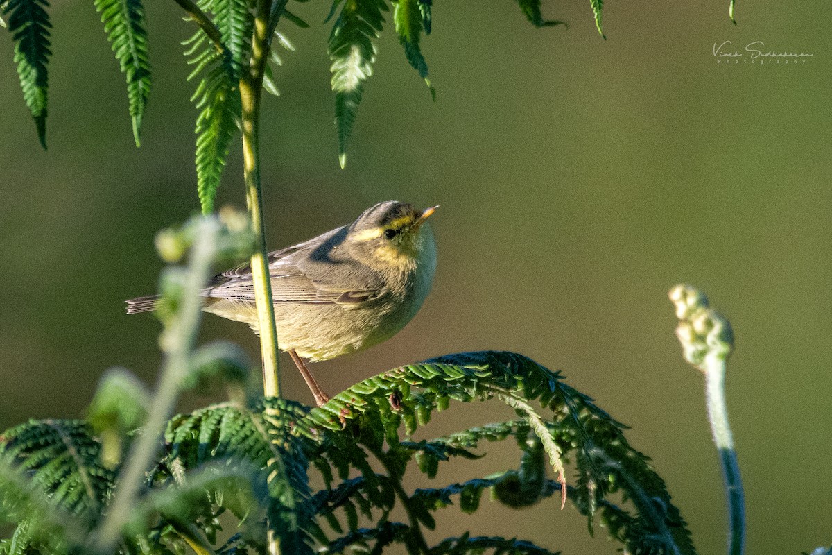 Tickell's Leaf Warbler (Tickell's) - ML399382181