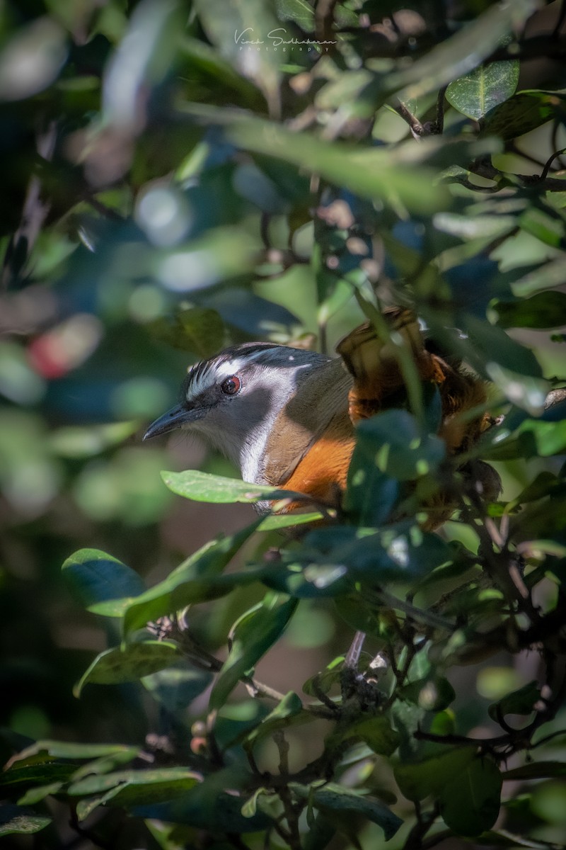 Palani Laughingthrush - ML399382451