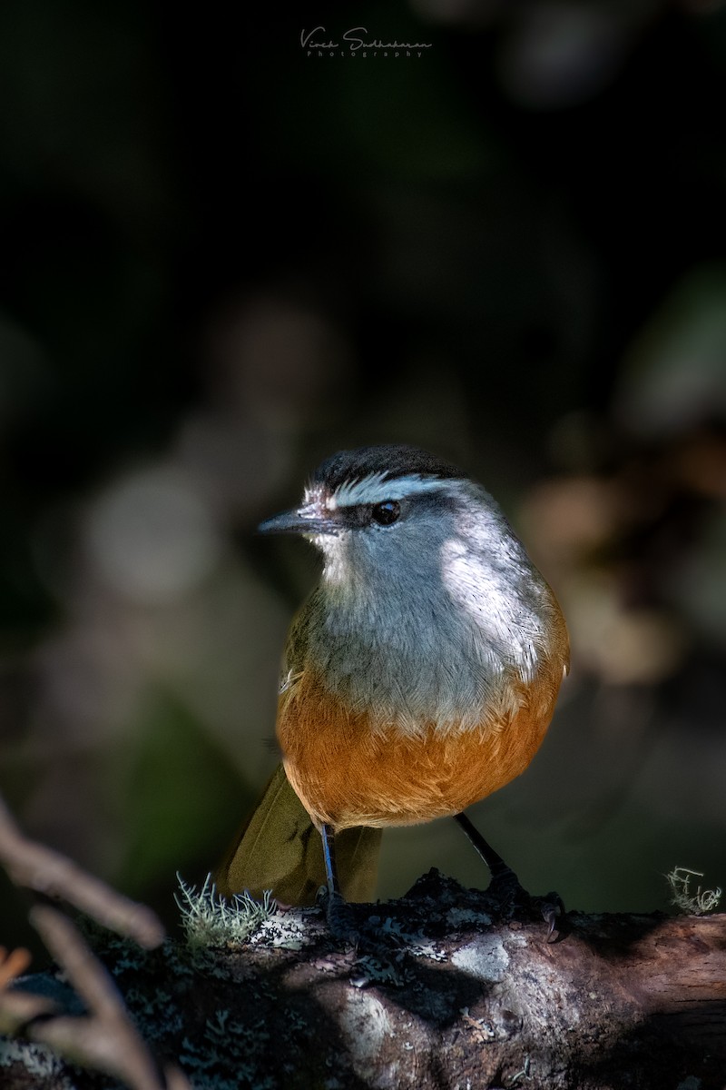 Palani Laughingthrush - ML399382461