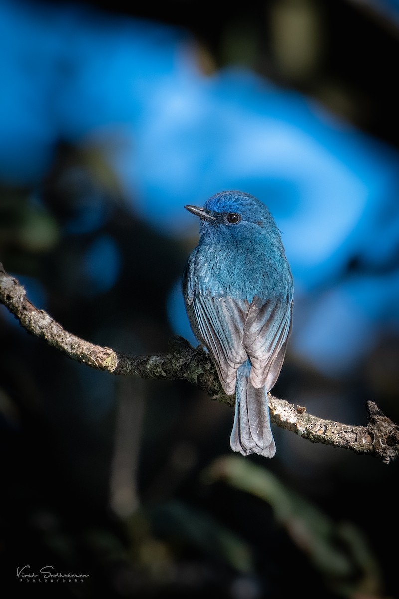 Nilgiri Flycatcher - ML399382511