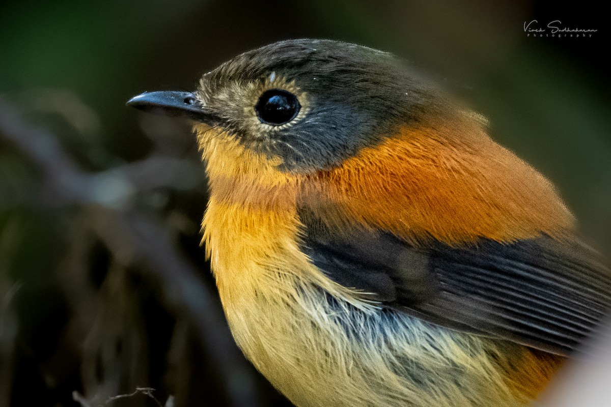 Black-and-orange Flycatcher - ML399382541