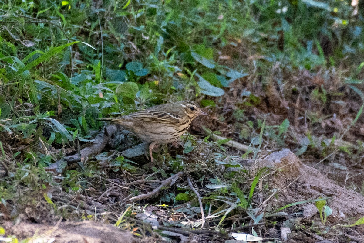 Бөртөт шийхнүүхэй - ML399382651