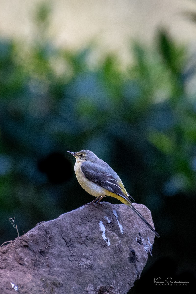 Уулын цэгцгий - ML399382831