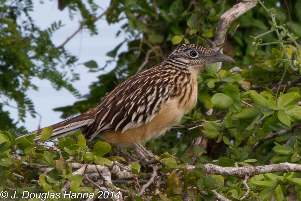 Lesser Roadrunner - ML399383021