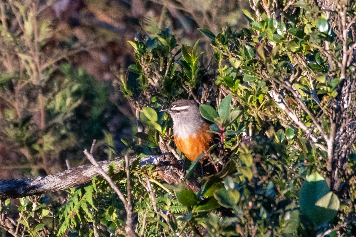 Palani Laughingthrush - ML399386471