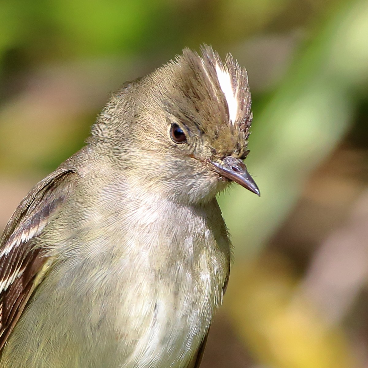 White-crested Elaenia - ML399387301