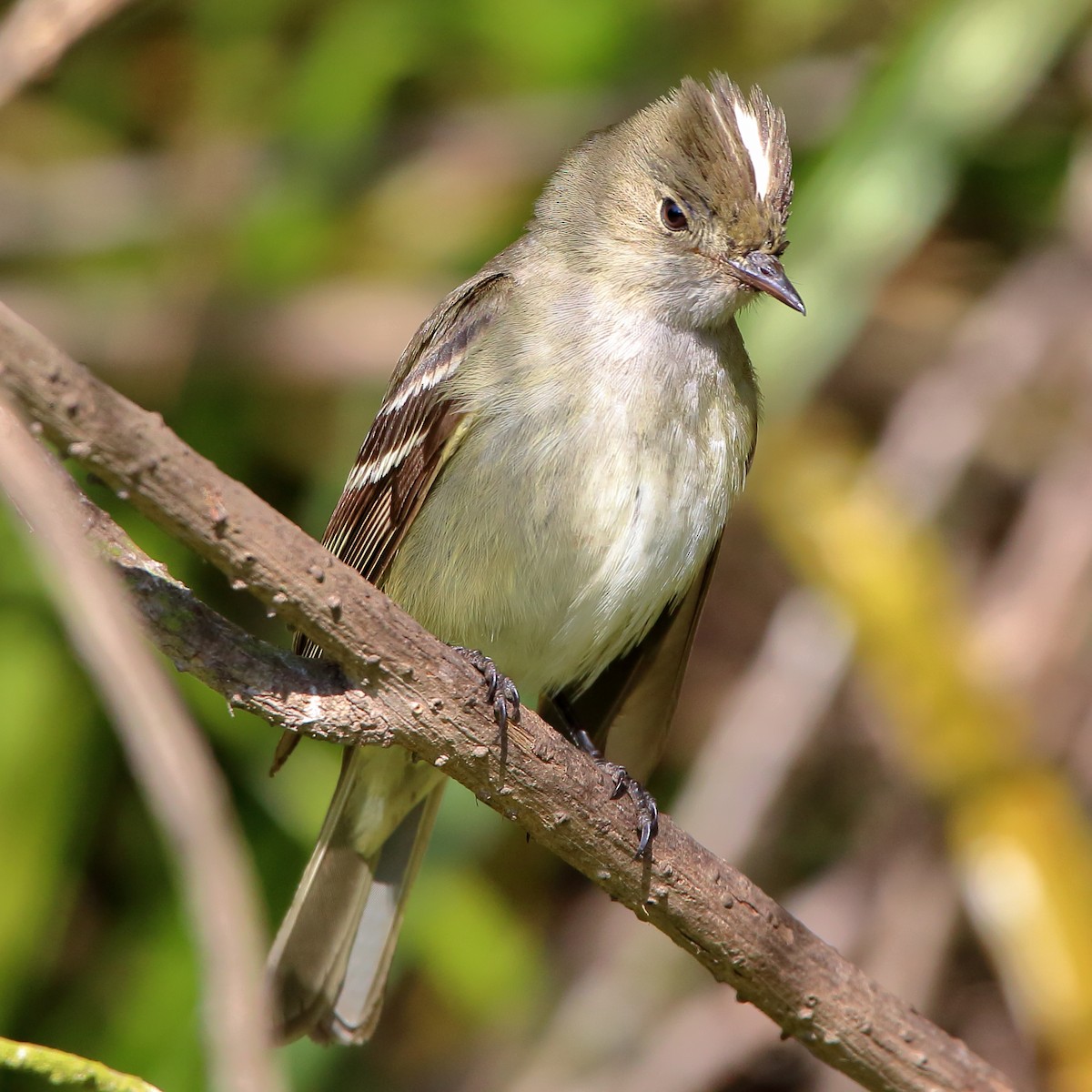 White-crested Elaenia - ML399387341