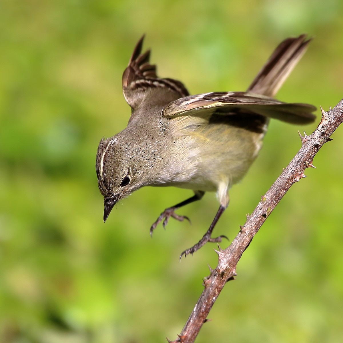 White-crested Elaenia - ML399387451