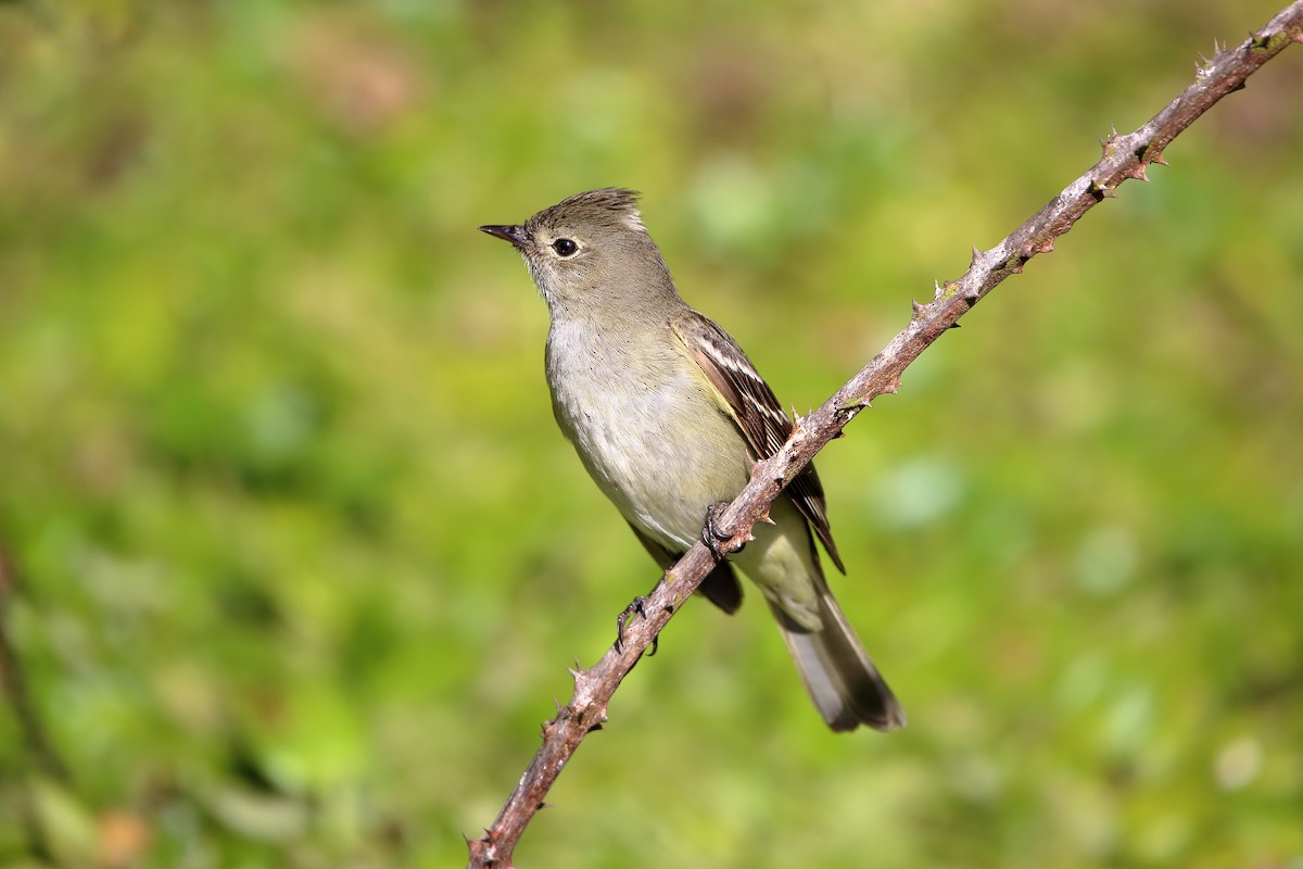 White-crested Elaenia - ML399387501