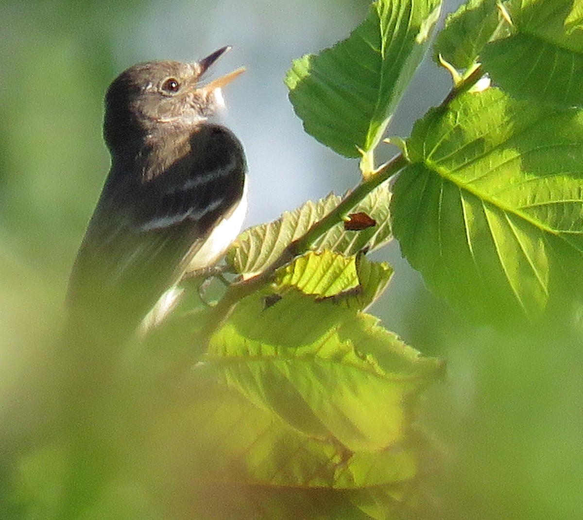 Willow Flycatcher - ML399388291