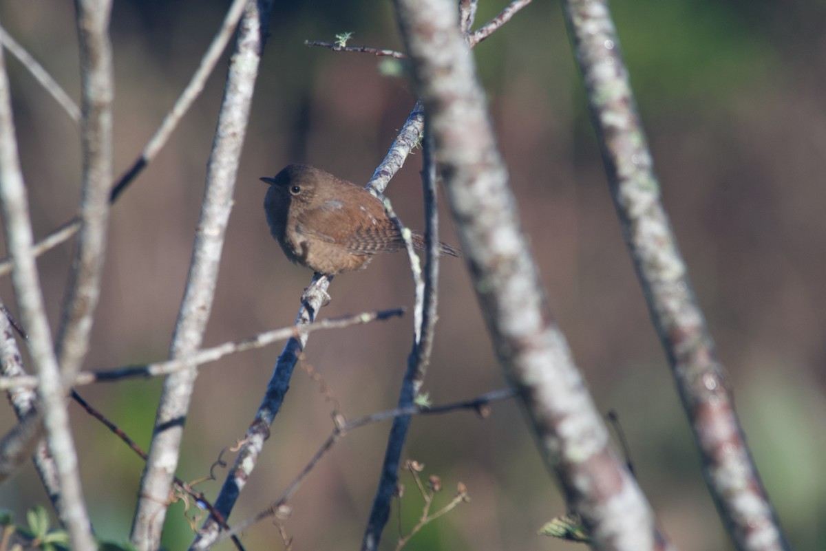 Northern House Wren - ML399390861