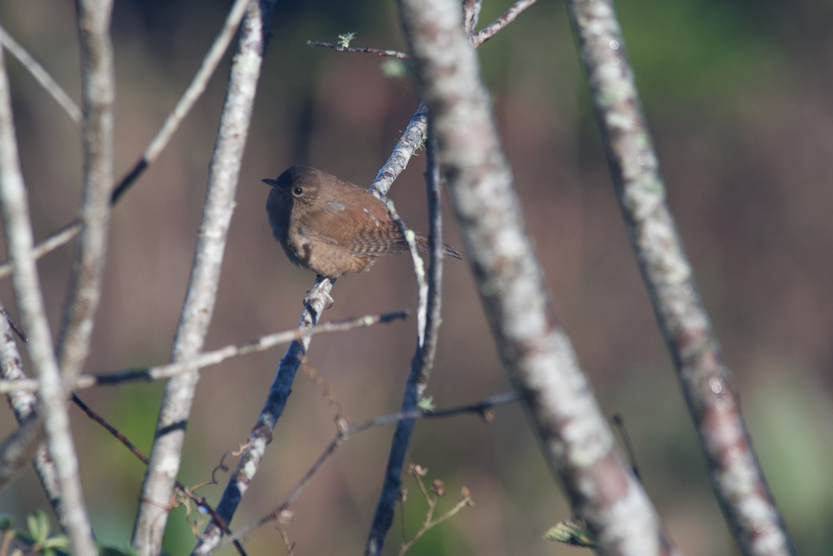 House Wren - ML399390861