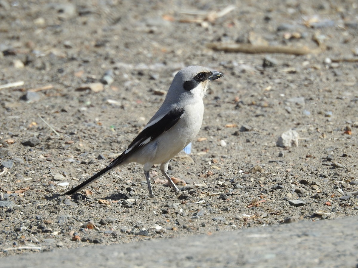 Great Gray Shrike (Arabian) - ML399391761