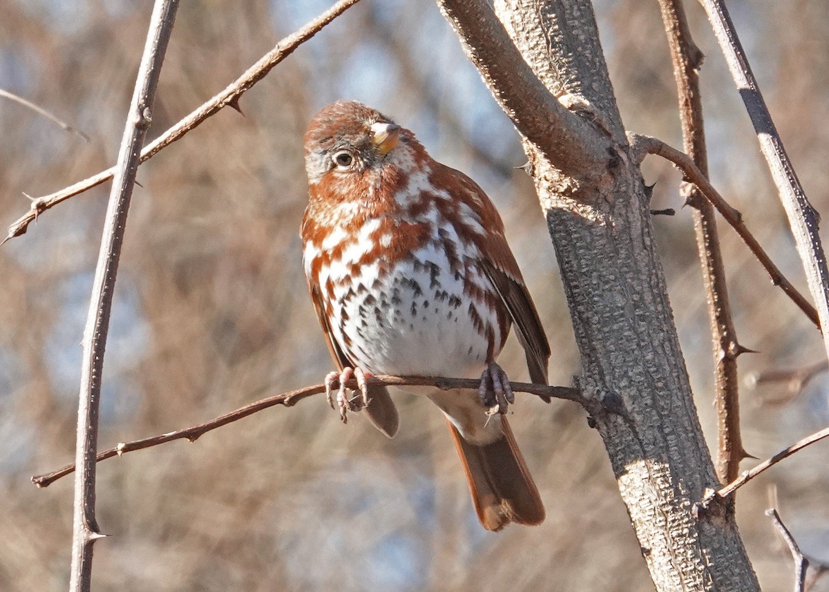 Fox Sparrow - N. Wade Snyder