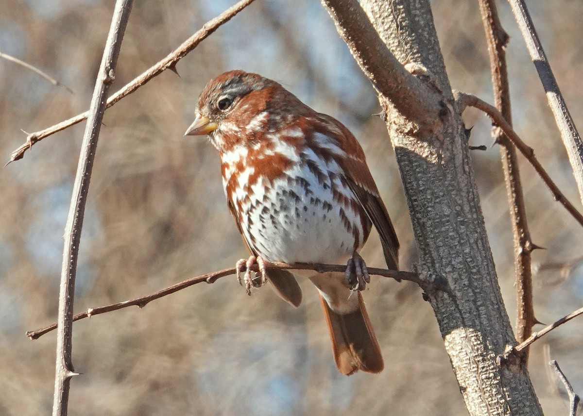 Fox Sparrow - N. Wade Snyder