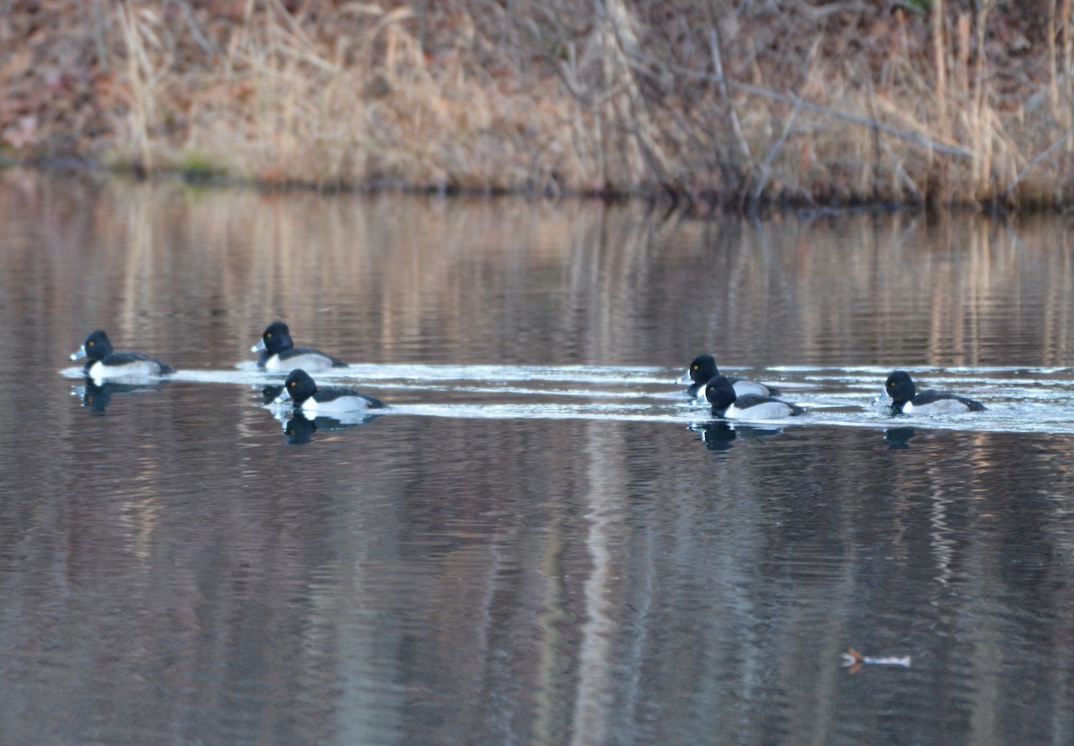 Ring-necked Duck - ML399393231