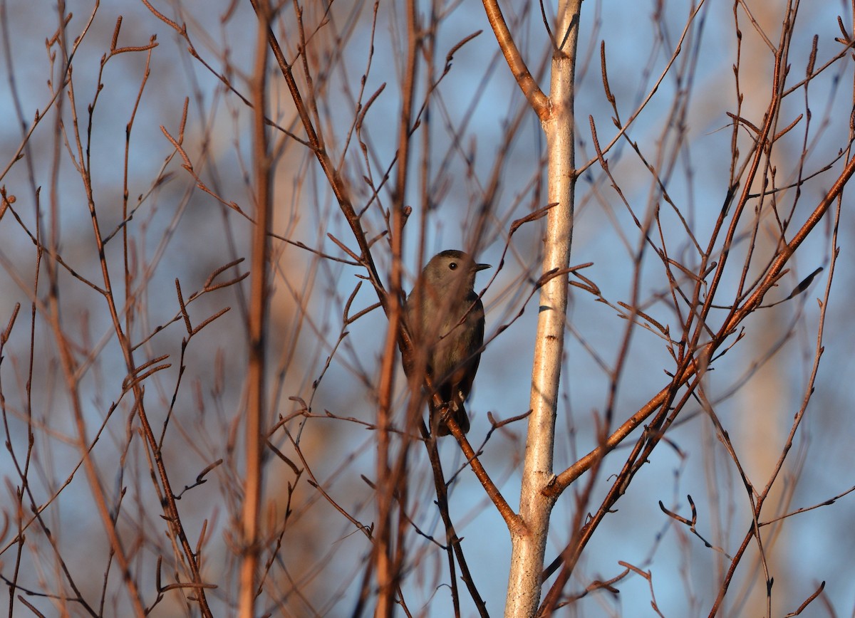 Gray Catbird - ML399393461