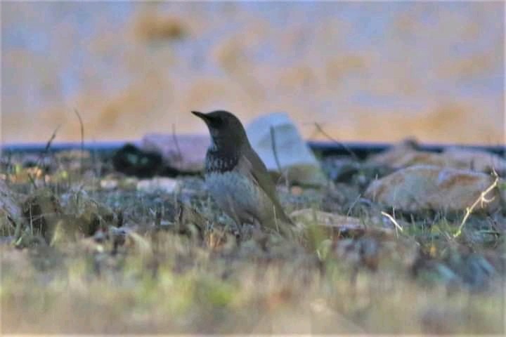 Black-throated Thrush - ML399393911