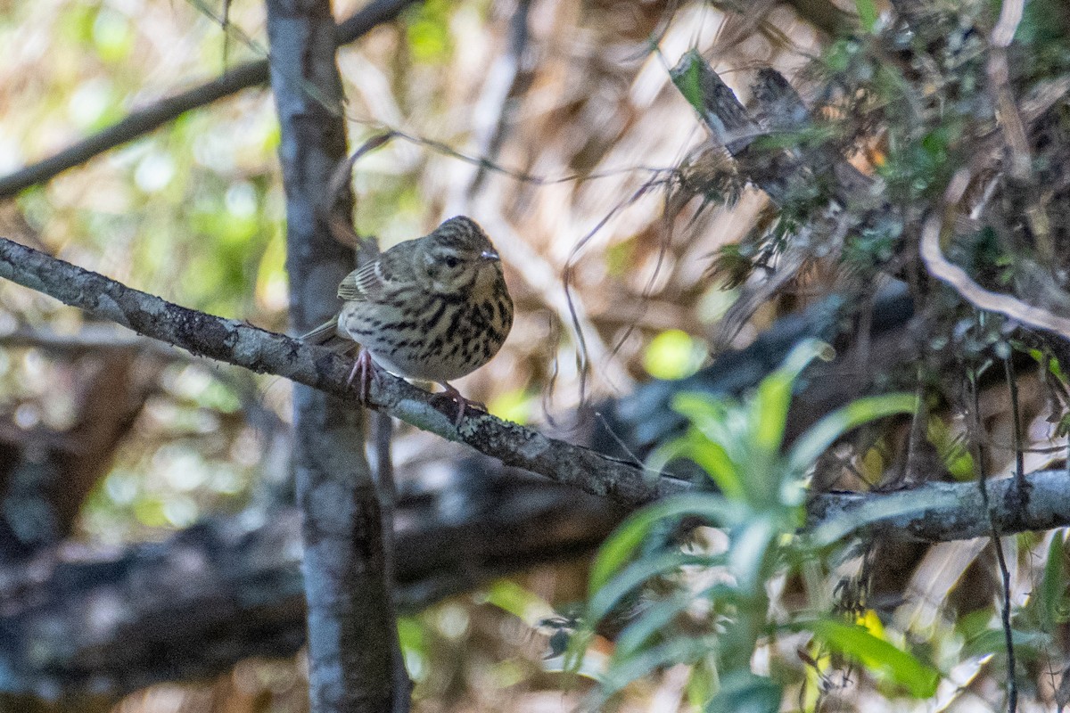 Бөртөт шийхнүүхэй - ML399394391