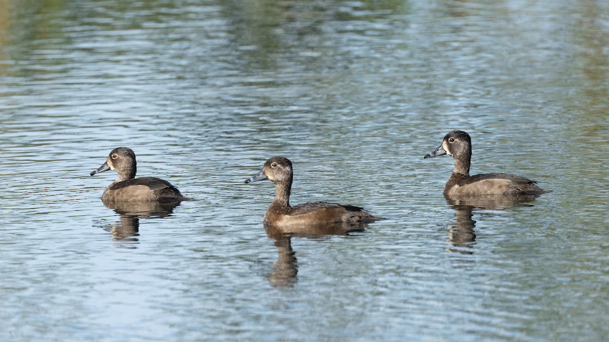 Ring-necked Duck - ML399394481