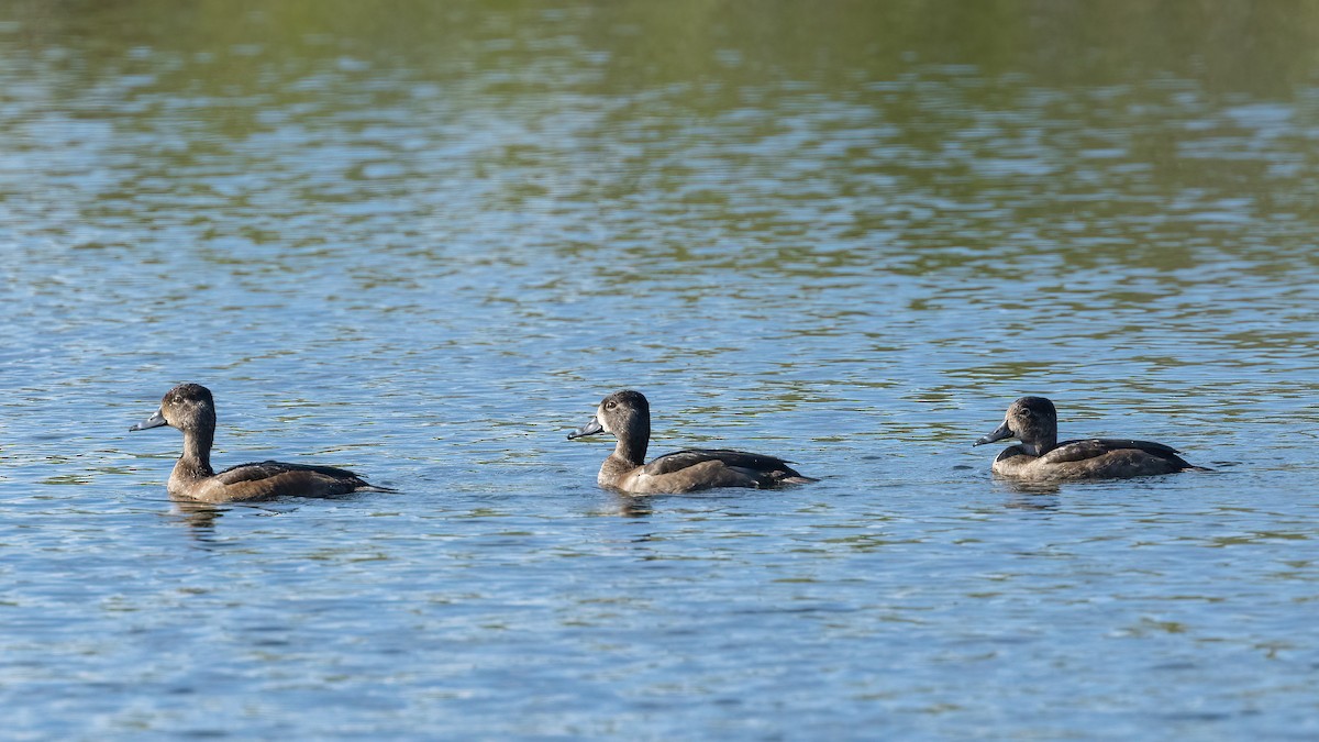 Ring-necked Duck - ML399394511
