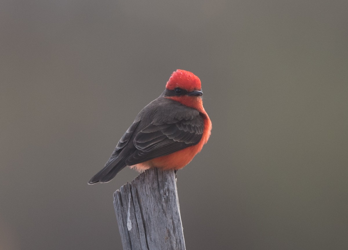 Vermilion Flycatcher - Lee Bush