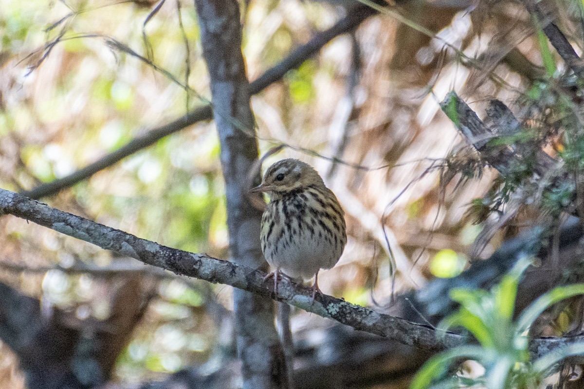 Бөртөт шийхнүүхэй - ML399394561