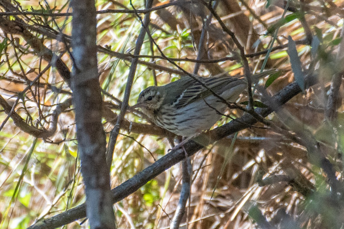 Бөртөт шийхнүүхэй - ML399394571