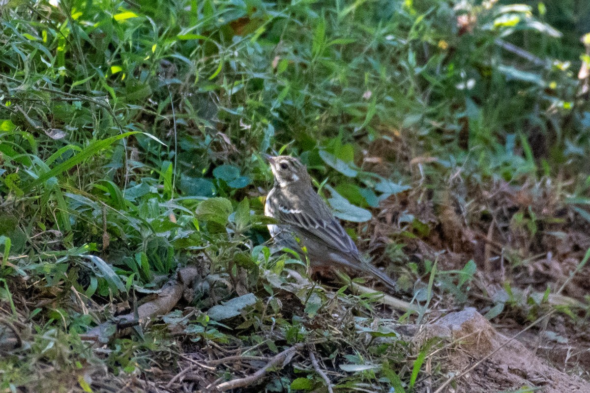 Бөртөт шийхнүүхэй - ML399394731