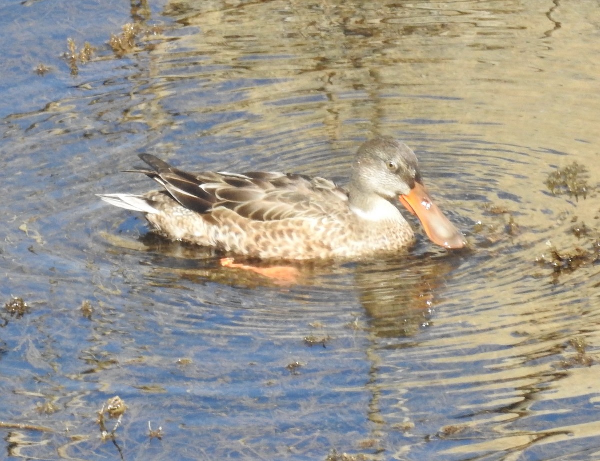 Northern Shoveler - ML399394791