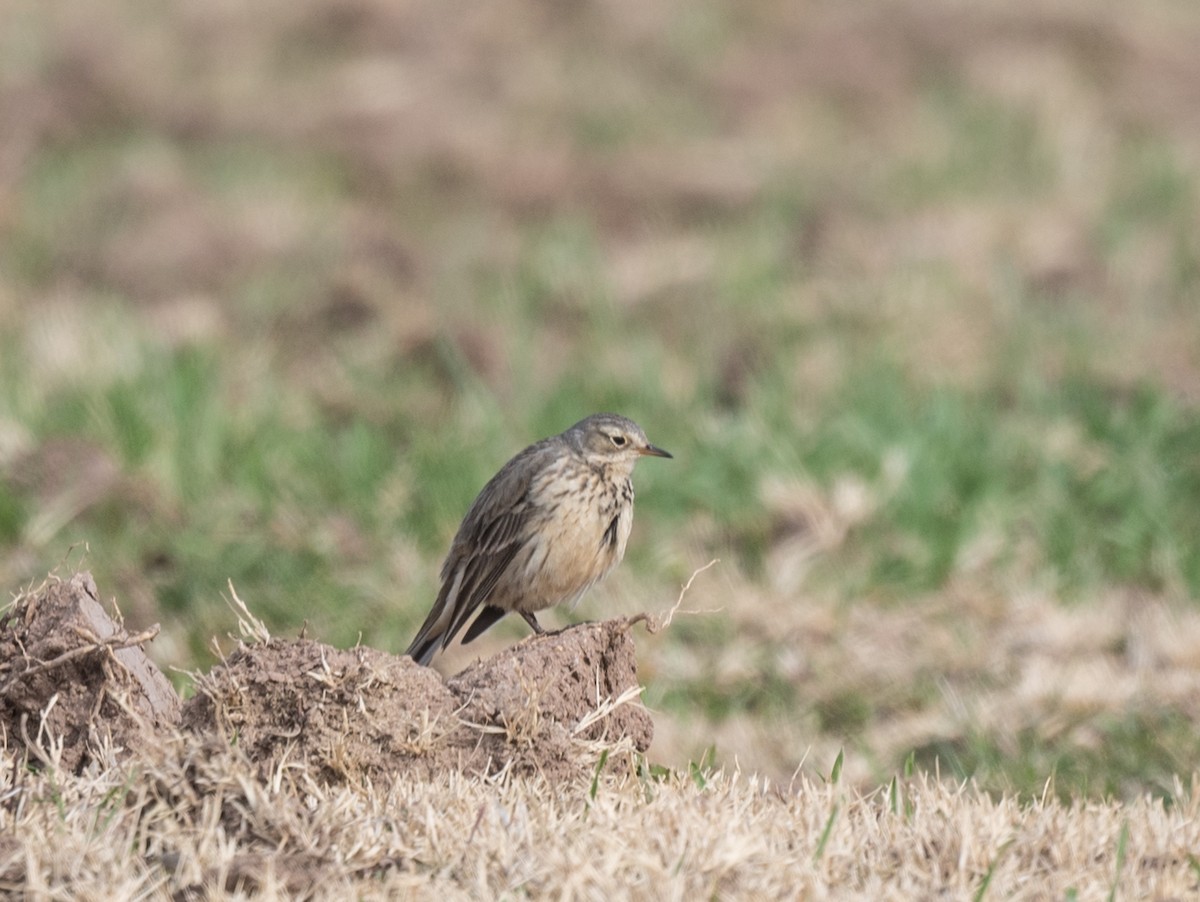 American Pipit - Lee Bush