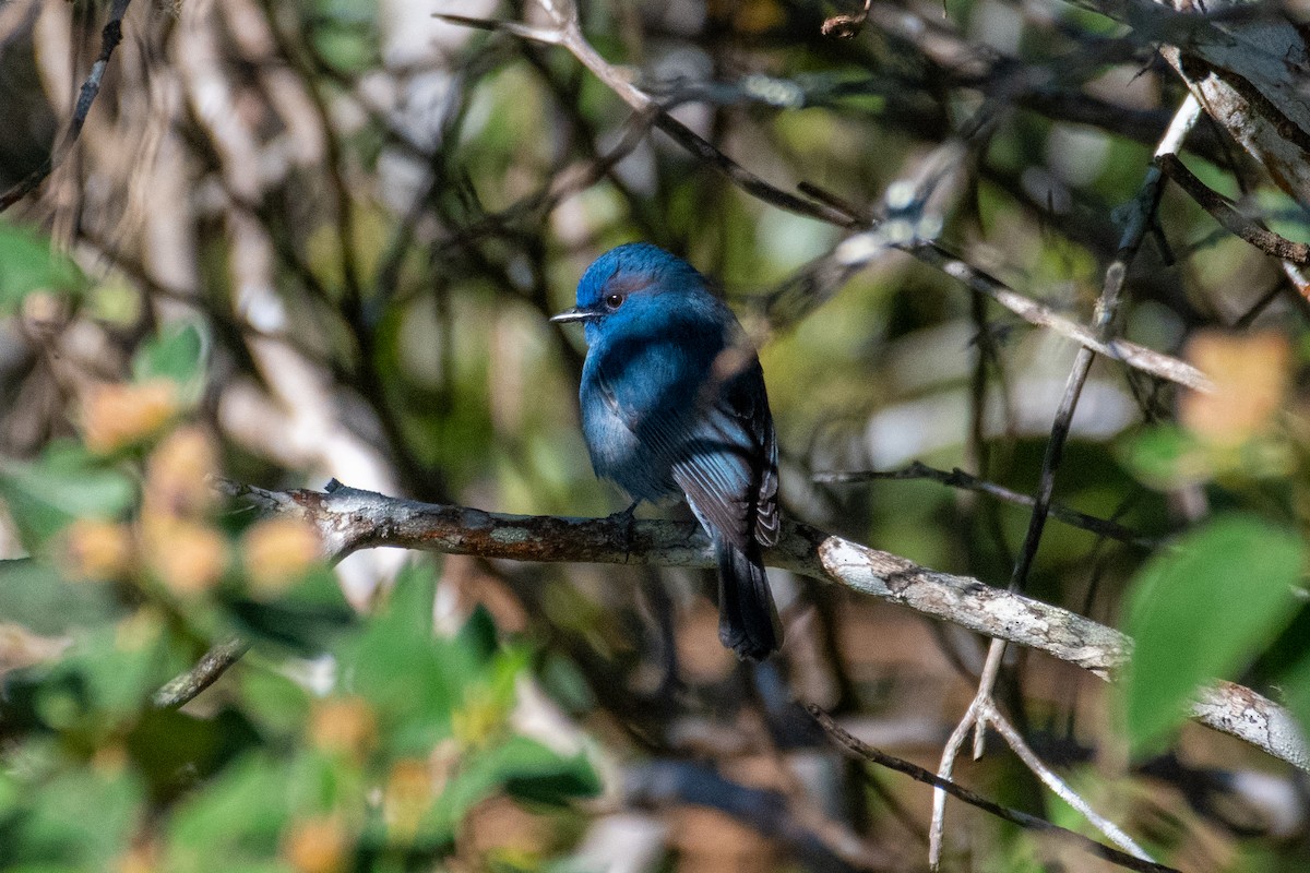 Nilgiri Flycatcher - ML399395811