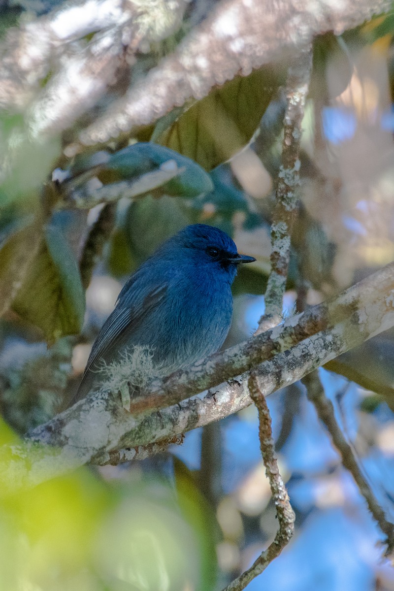 Nilgiri Flycatcher - ML399396271