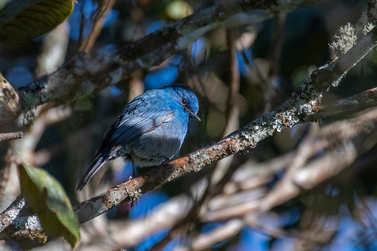 Nilgiri Flycatcher - ML399396391
