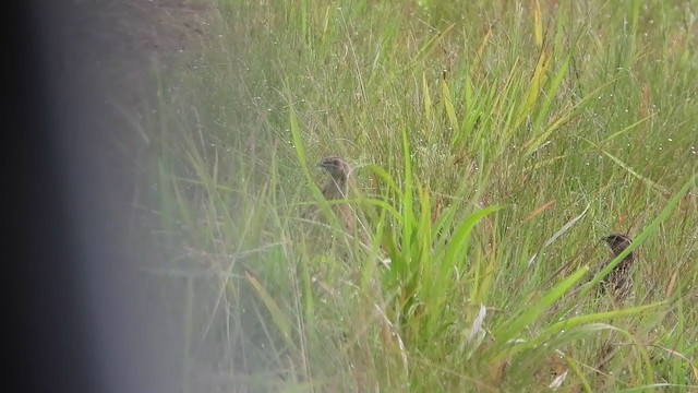 Common Quail - ML399396861