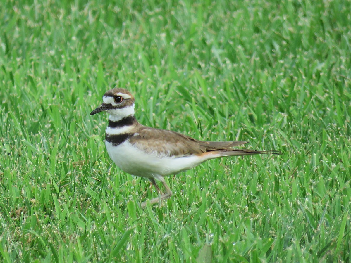Killdeer - ML399396871