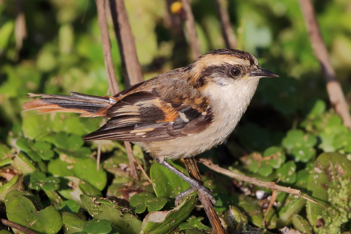 Thorn-tailed Rayadito - ML399399281